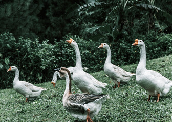 Obraz premium group of geese in the grass