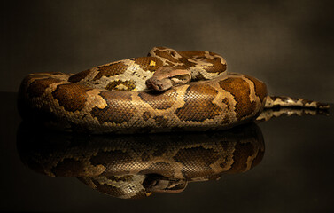 Obraz premium close up of a python