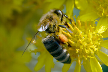 Bienen, Pollen, Bestäubung