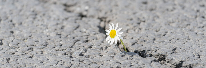 beautiful daisy grows through a crack in the asphalt