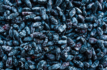 lots of the same ripe juicy blue berry honeysuckle in water droplets, top view. Berry background or Wallpaper
