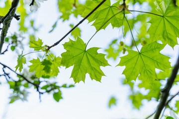 Fototapeta na wymiar large green leaves on tree branches, view from below, selective focus, blurry background
