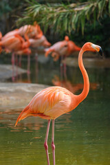 Fototapeta na wymiar American flamingo (Phoenicopterus ruber) bird