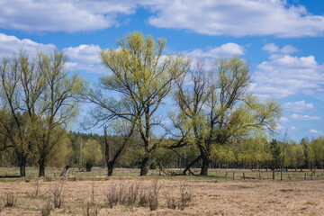 Row of willows on a pasturage near Jaczew, small village in Mazowsze region of Poland