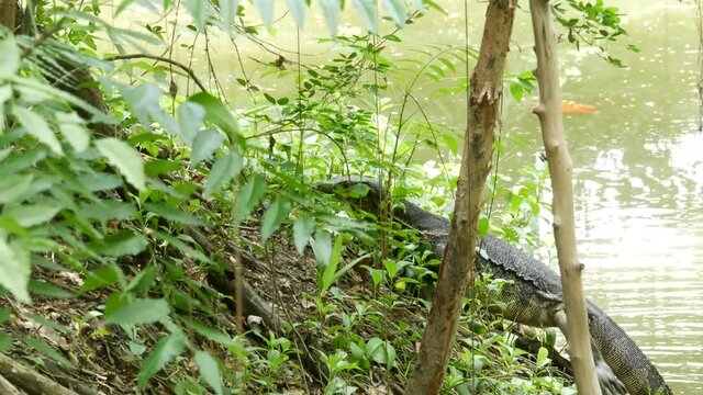 Asian common water monitor large varanid lizard native to Asia. Varanus salvator on the green grass near riverbank, lake or pond. Carnivore Reptile hunting. Wild dragon predator on Bangkok street.