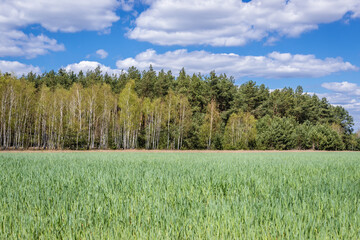Freshly sown field near Jaczew, small village in Mazowsze region of Poland