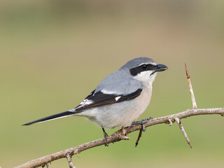  Alcaudón real o alcaudón sureño (Lanius meridionalis)