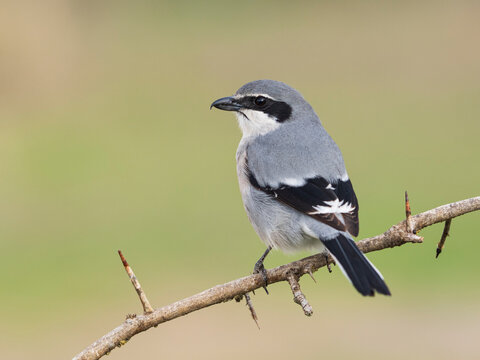 Alcaud&oacute;n real o alcaud&oacute;n sure&ntilde;o (Lanius meridionalis) 