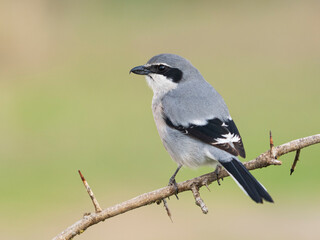 Alcaudón real o alcaudón sureño (Lanius meridionalis) 