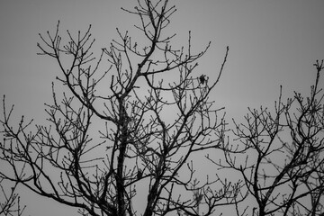 silhouette of a tree