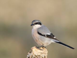 Alcaudón real o alcaudón sureño (Lanius meridionalis) 