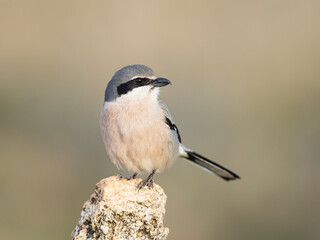 Alcaudón real o alcaudón sureño (Lanius meridionalis) 