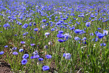 Kornblumenfeld Kulturlandschaft