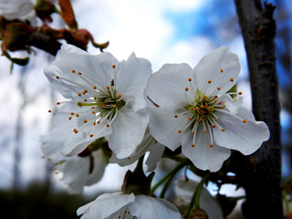 biale kwiatostany drzew owocowych rosnacych w parku nad rzeka biala w miescie bialystok na podlasiu w polsce