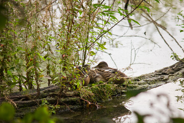 Naklejka na ściany i meble Three wild mallard ducks sitting on a log in a pond close-up. Duck family.