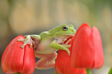 Green frog
