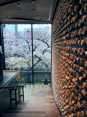 日本　東京　目黒川　桜　満開　スターバックス