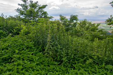 Nettle bush