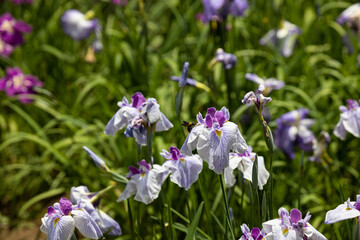 Obraz premium 美しく咲く菖蒲の花