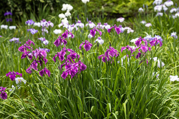 美しく咲く菖蒲の花