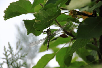 Libelle frisch geschlüpft