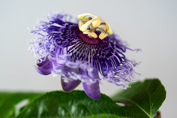 Blue Passion Flower
