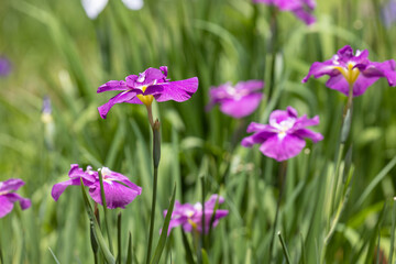 美しく咲く菖蒲の花