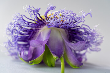 Blue Passion Flower