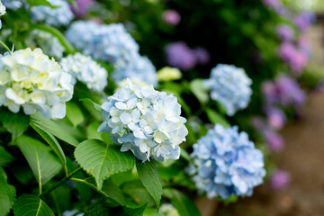紫陽花の咲き乱れる庭