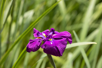 美しく咲く菖蒲の花