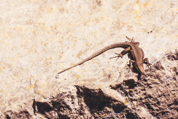 Lizard on a rock.