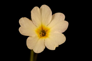 Fototapeta na wymiar Primrose (Primula vulgaris). Flower Closeup