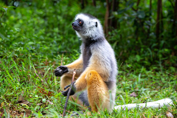 Obraz premium A diademed sifaka in its natural environment in the rainforest on the island of Madagascar
