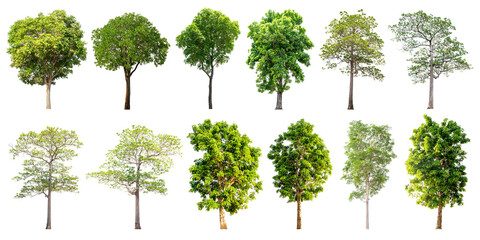 The trees are completely separated from the white background. Scientific name Cassia fistula Linn. Common name Ratchaphruek.