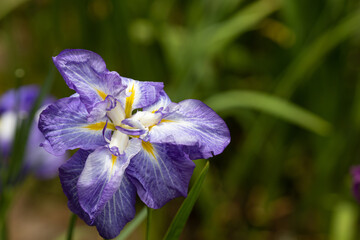 Obraz premium 美しく咲く菖蒲の花