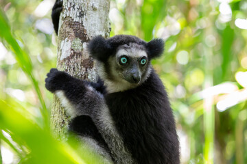 An Indri lemur on the tree watches the visitors to the park © 25ehaag6