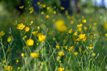 yellow flower in spring
