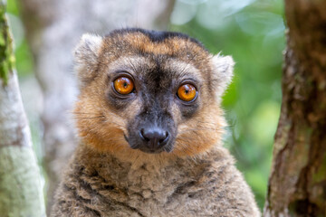 A portrait of a red lemur in its natural environment