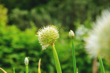 Blooming flower head with seeds of welsh onion or bunching orion growing in garden.