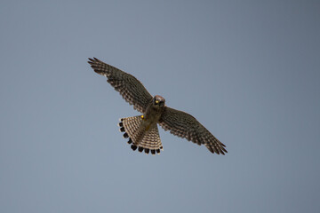 Turmfalke auf der Jagd