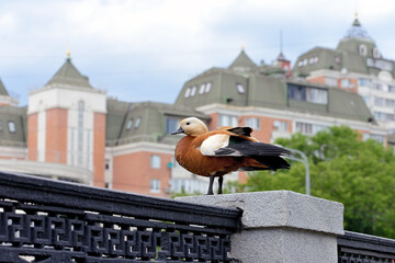 Wild duck Ruddy shelduck (Tadorna ferruginea) on the parapet of the embankment on the background of...