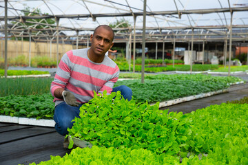 Hispanic farmer offering seedlings of green lettuce in greenhouse