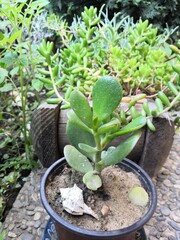 fat plant and seashell