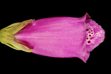 Foxglove (Digitalis purpurea). Flower Closeup