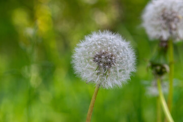 Macro shot of dandelion blossom fluffs in green and dark meadow background