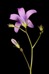 Spreading Bellflower (Campanula patula). Inflorescence Closeup