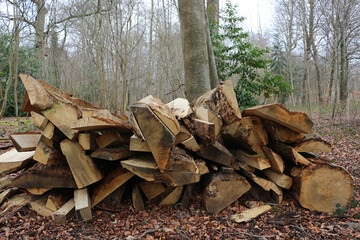 Split logs stacked in a forest