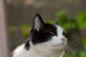 可愛い猫ちゃん　　白黒猫