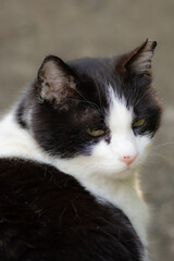 可愛い猫　　白黒猫