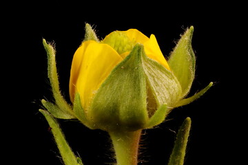 Eastern Avens (Geum aleppicum). Floral Bud Closeup